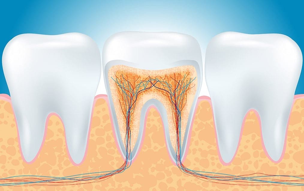 Root Canal Therapy Team Smile Dentistry | General & Family Dentist | Fonthill | Ontario